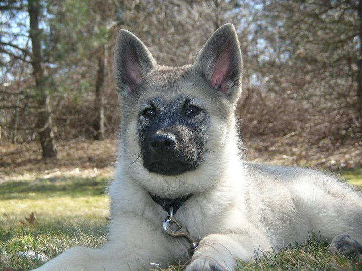 Breeding Quality Norwegian Elkhounds Since 1991