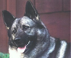 Belle, Owned by Sally Chamberlain