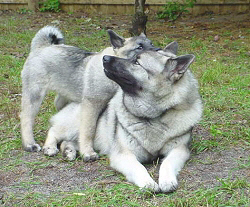 Breeding Quality Norwegian Elkhounds Since 1991