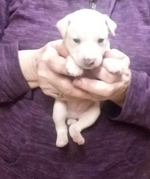 These puppies were born in March 2019.