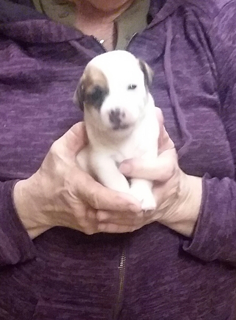 These puppies were born in March 2019.