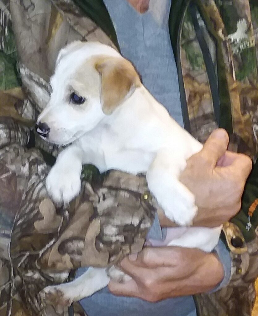 These puppies were born on 9/17/19: