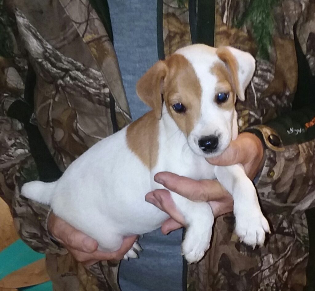 These puppies were born on 9/17/19: