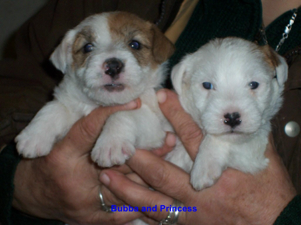 castlebar terriers puppies