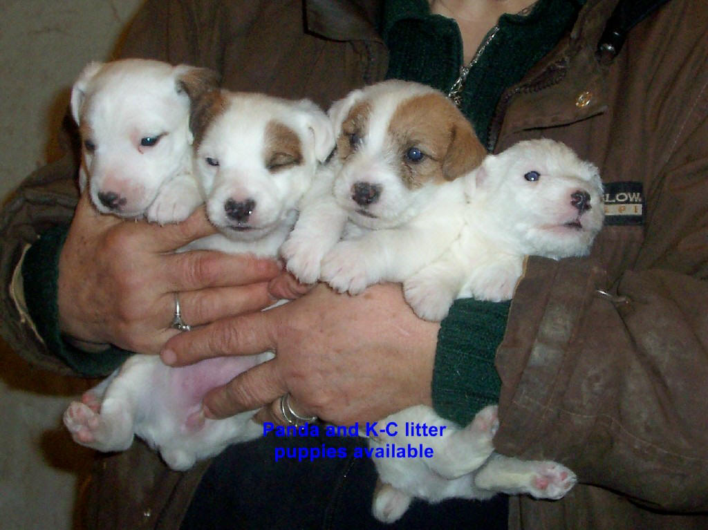 castlebar terriers puppies