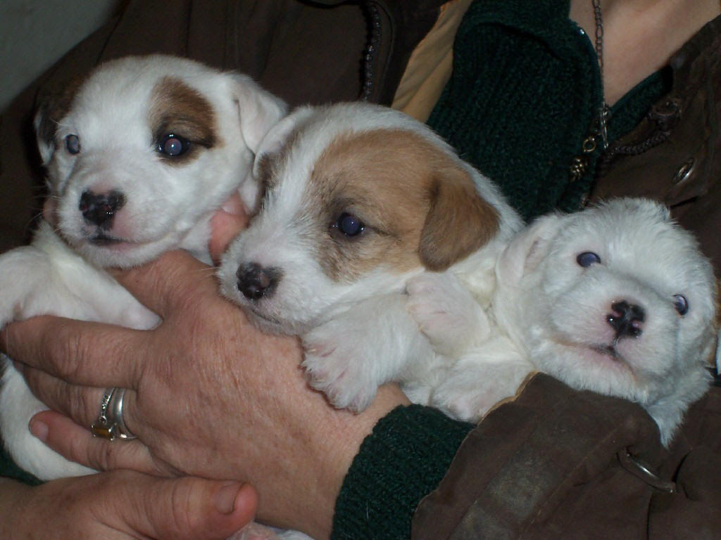 castlebar terriers puppies