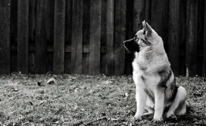 This puppy was sold and belongs to Christine Hess from Niagara Falls, Ontario Canada.