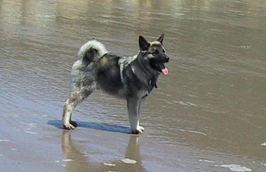 Rolfe. Son of "Brushy Creek Saami Lapp OK". 