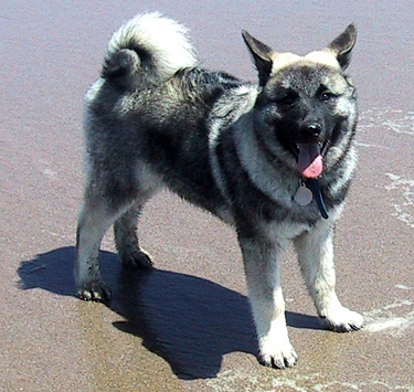 Rolfe. Son of "Brushy Creek Saami Lapp OK". 