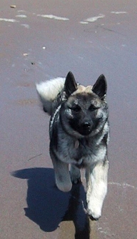 Rolfe. Son of "Brushy Creek Saami Lapp OK". 