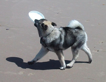 Rolfe. Son of "Brushy Creek Saami Lapp OK". 