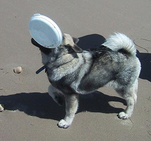 Rolfe. Son of "Brushy Creek Saami Lapp OK". 