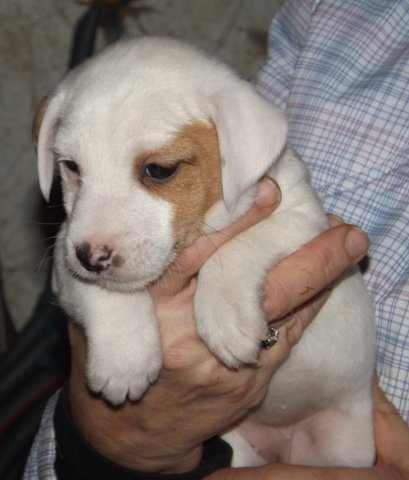 This was our litter born on December 24, 2013: