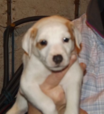 This was our litter born on December 24, 2013: