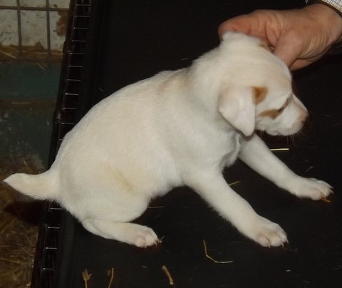 This was our litter born on December 24, 2013: