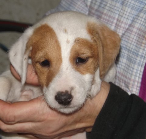 This was our litter born on December 24, 2013: