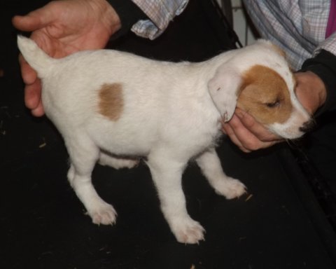 This was our litter born on December 24, 2013: