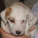 This was our litter born on December 24, 2013: