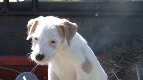 puppies that were born in August 2014: