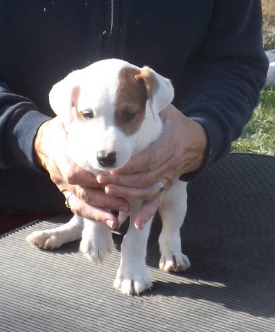 puppies that were born in August 2014: