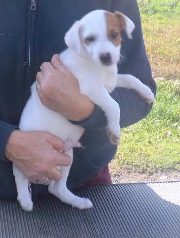 puppies that were born in August 2014: