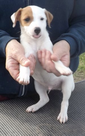 puppies that were born in August 2014: