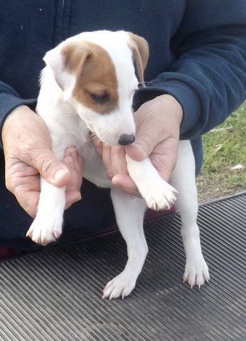 puppies that were born in August 2014: