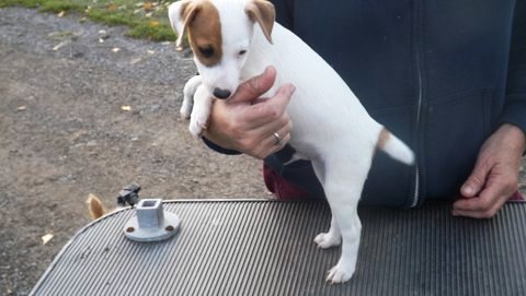 puppies that were born in August 2014: