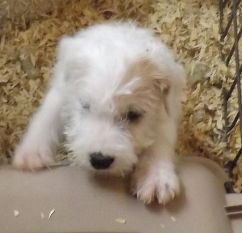 These pups were born in November 2014: