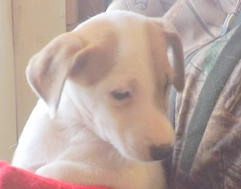 These pups were born in November 2014: