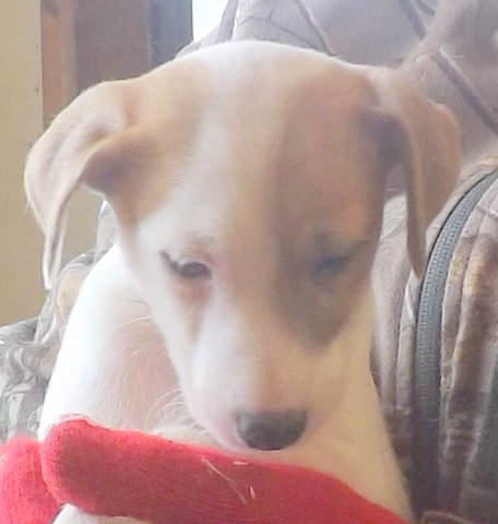 These pups were born in November 2014: