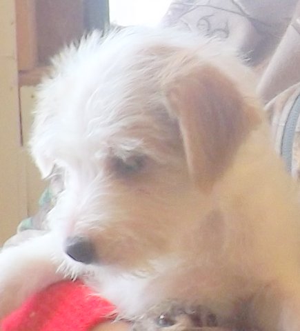 These pups were born in November 2014: