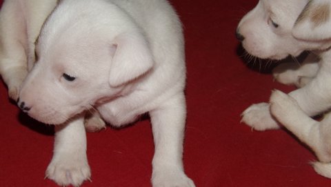 These are puppies that were born in September 2015: