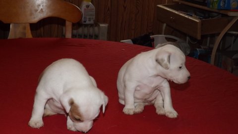These are puppies that were born in September 2015: