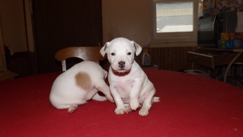 These are puppies that were born in September 2015: