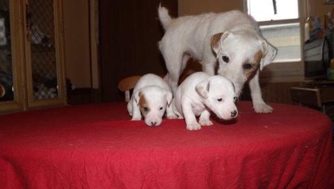 These are puppies that were born in September 2015:
