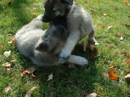 Gregory Christmann's pups, Etta and Gretchen