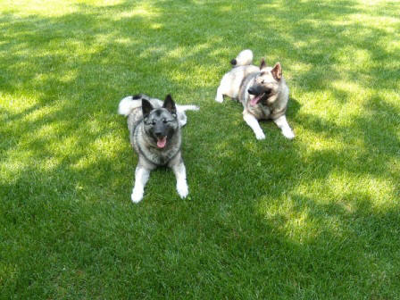 Gregory Christmann's pups, Etta and Gretchen
