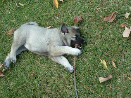 Gregory Christmann's pups, Etta and Gretchen