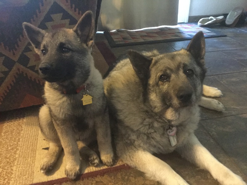 Floki and Hedda. They belong to Tony Hernandez from Riverside, CA: