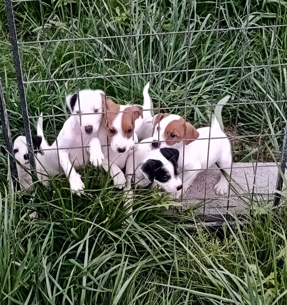 Jàck Russell pups born 3/15/23