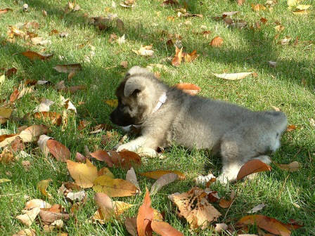 Gregory Christmann's pups, Etta and Gretchen