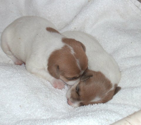 These puppies are from Heidi's litter of 3 male and 3 female pups: