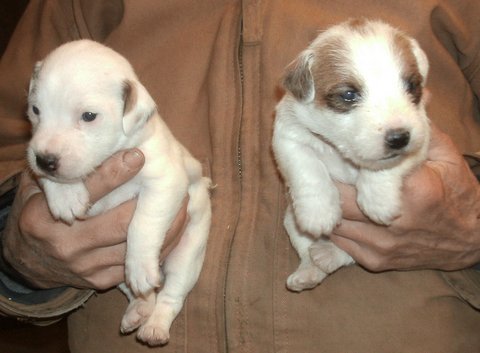 These puppies were born on 1/11/16: