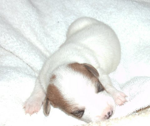 These puppies are from Heidi's litter of 3 male and 3 female pups: