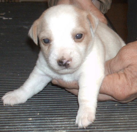 These puppies were born on 1/11/16: