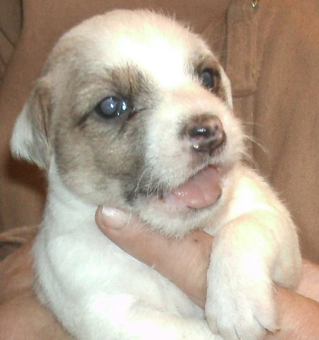 These puppies were born on 1/11/16: