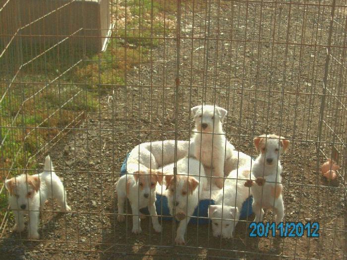 These puppies were born November, 2012