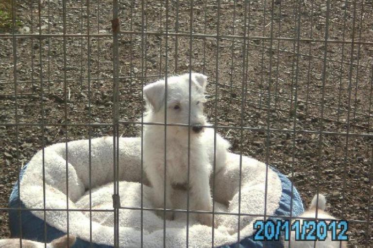 These puppies were born November, 2012