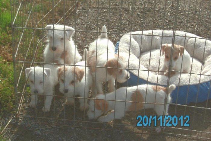 These puppies were born November, 2012